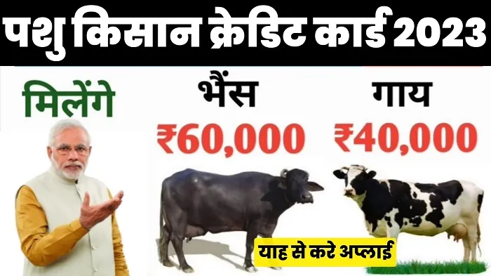 Pashu Kisan Credit Card 2023 भैंस खरीदने पर 60,000 और गाय पर 40 हजार रुपये, जानें किस पशु को खरीदने पर कितना मिलेगा लोन